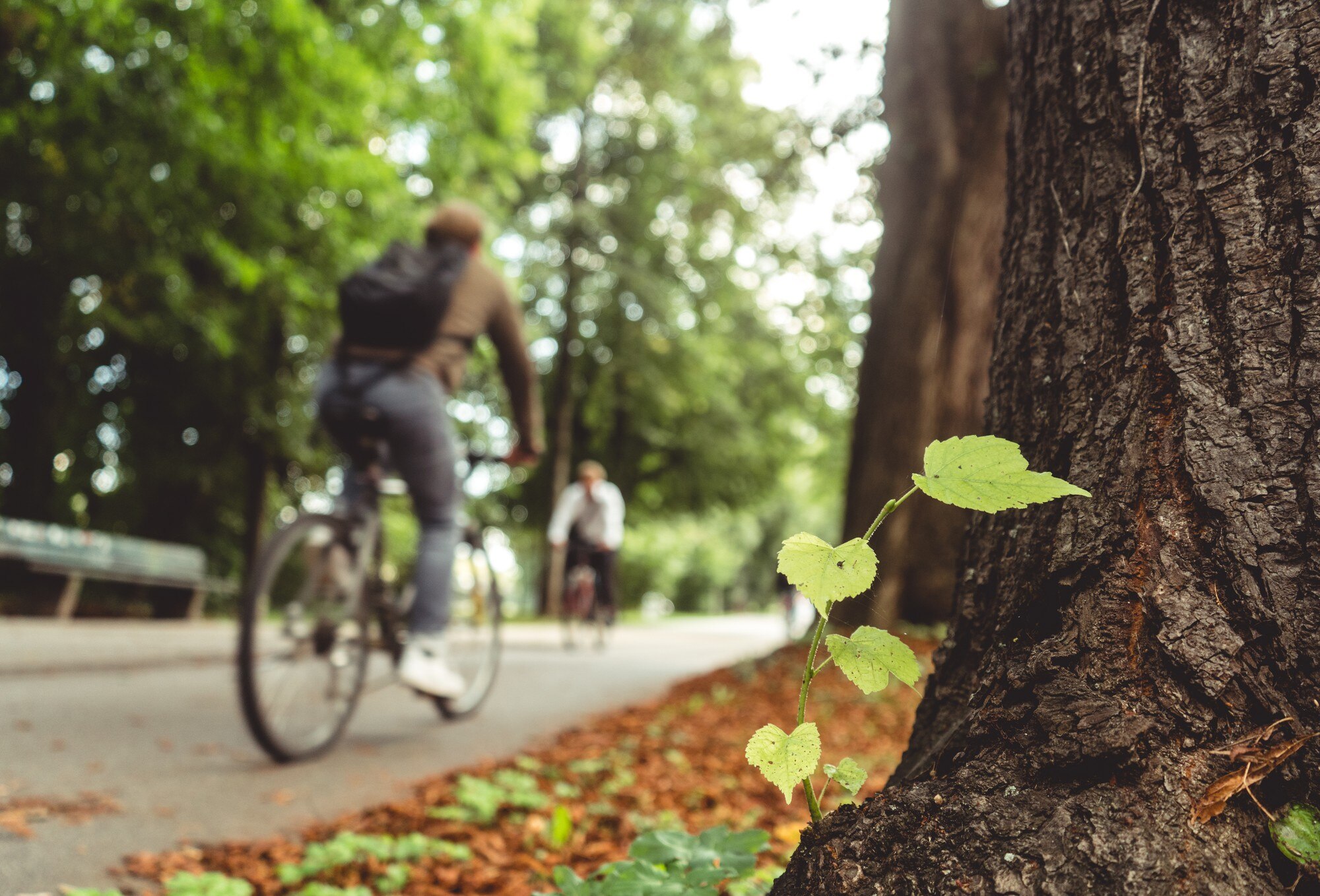 Sendero verde en un parque con ciclistas y caminantes